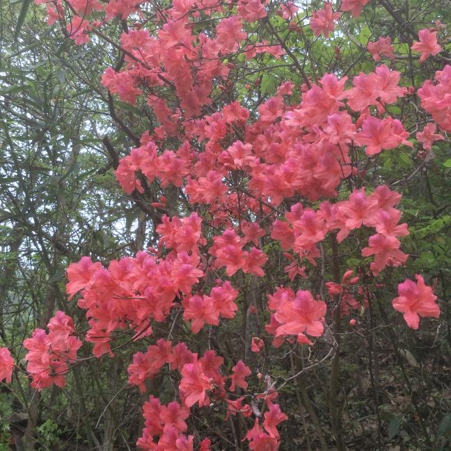 用户842484455725芳