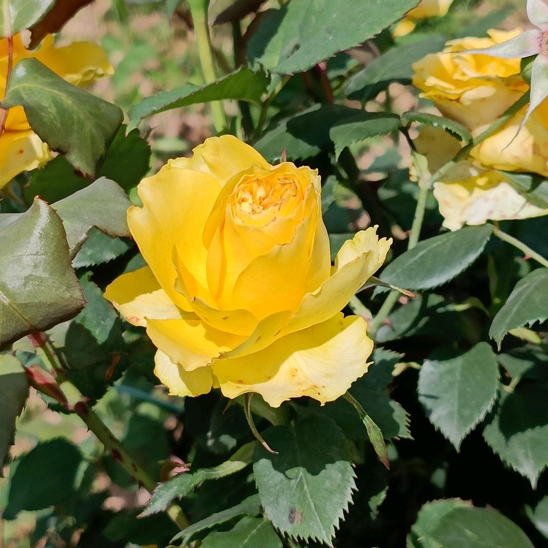 愿望是做自己的自己