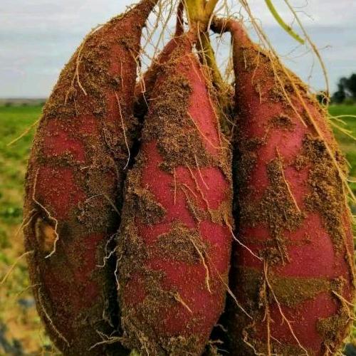 亿丰年—奔跑的红薯