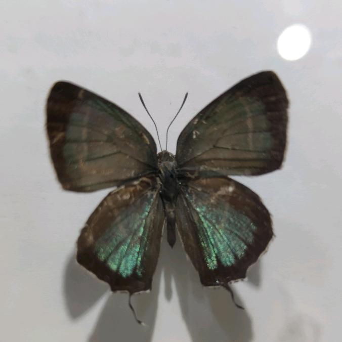 越前插旗