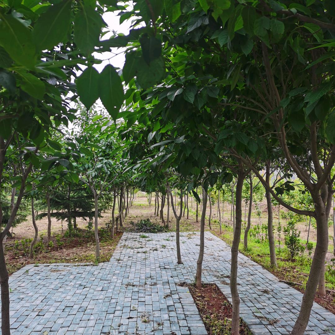 老铁山鸿运杜仲茶园