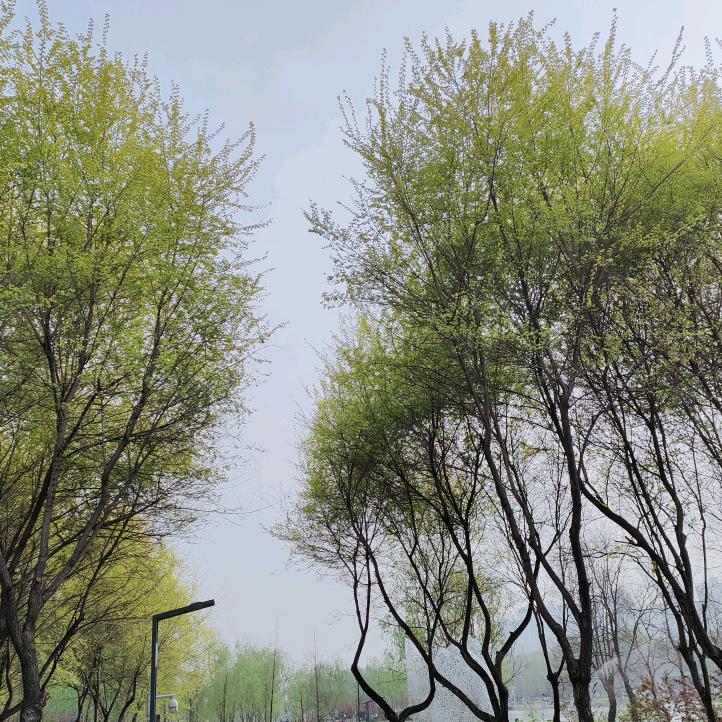 河堤杨柳