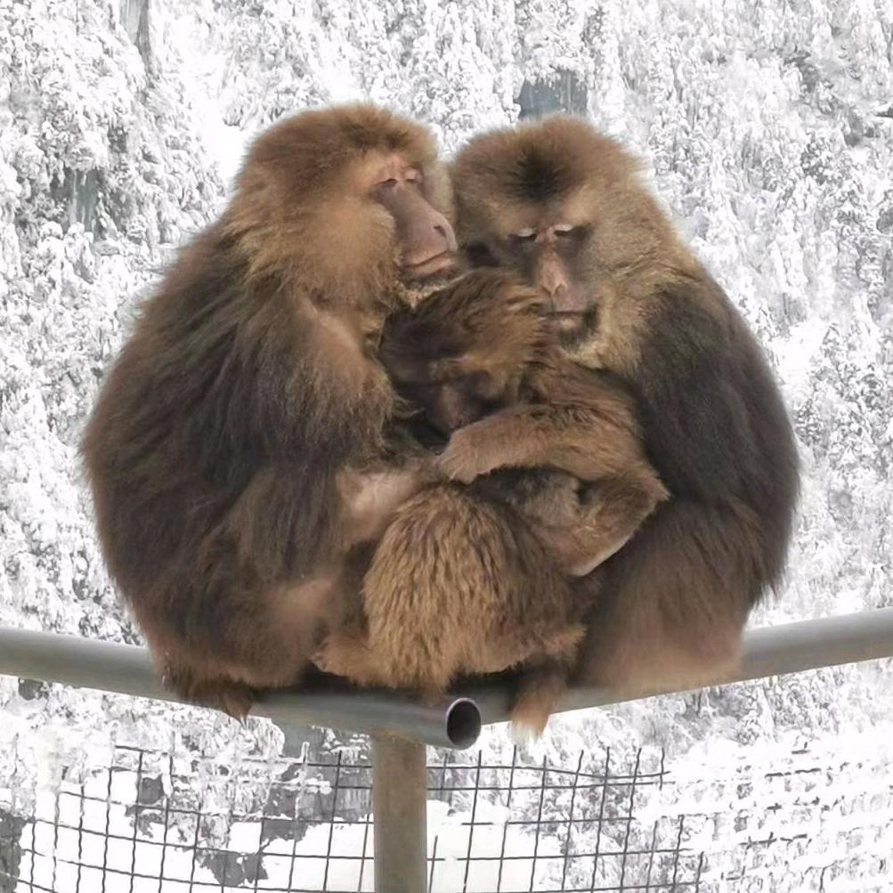 🇨🇳  风行天下🪳