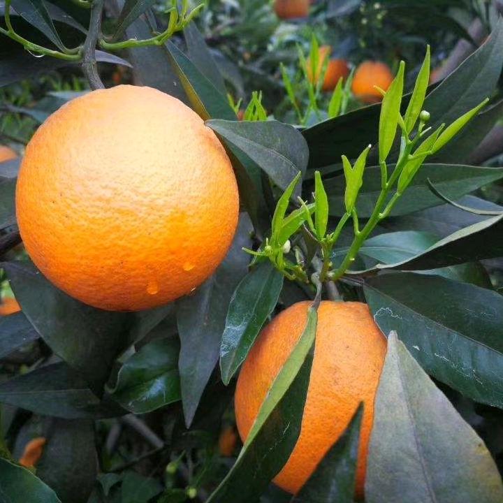 香橙母本园种植场
