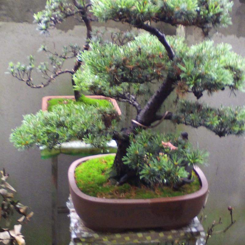 松亦有魂