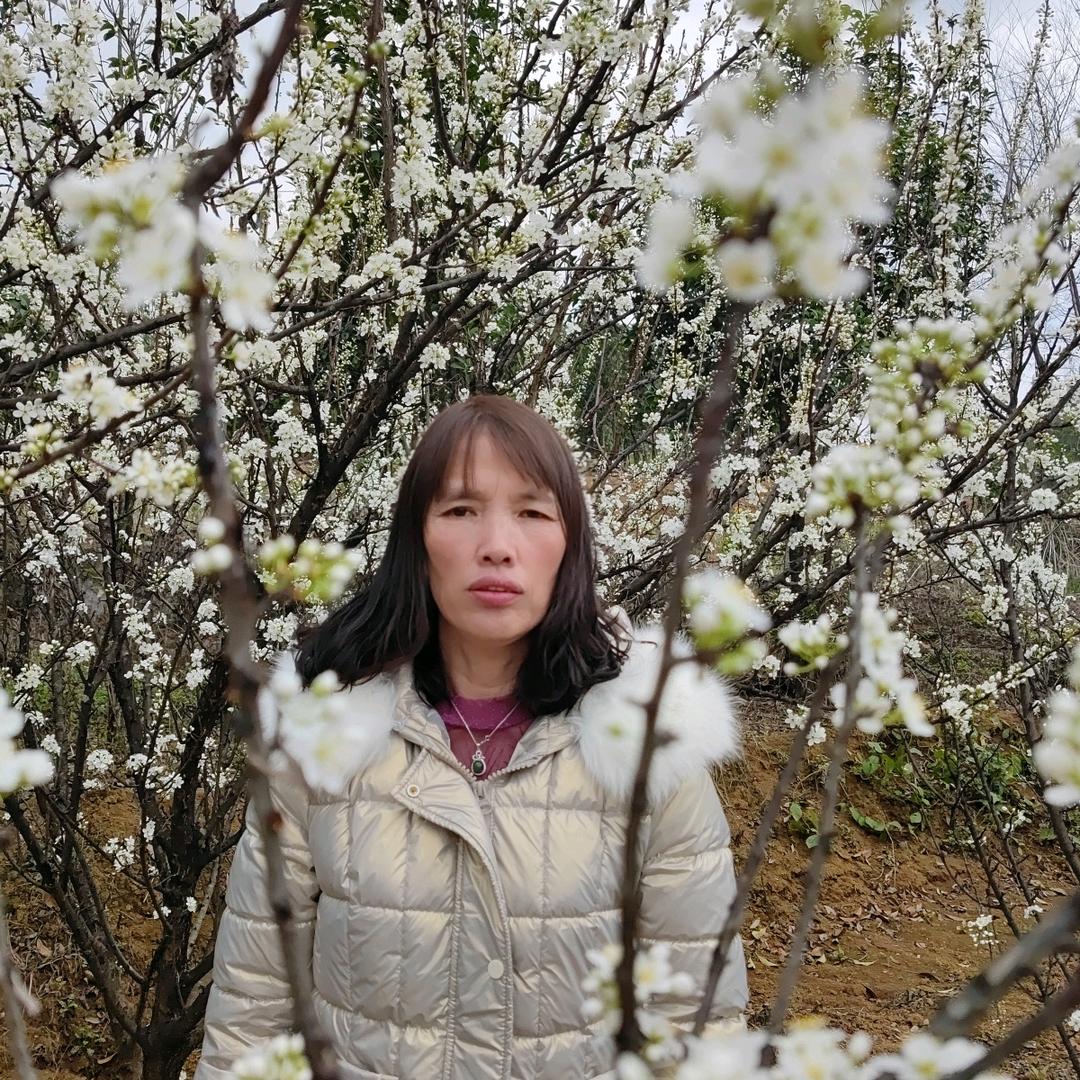 白蔷薇