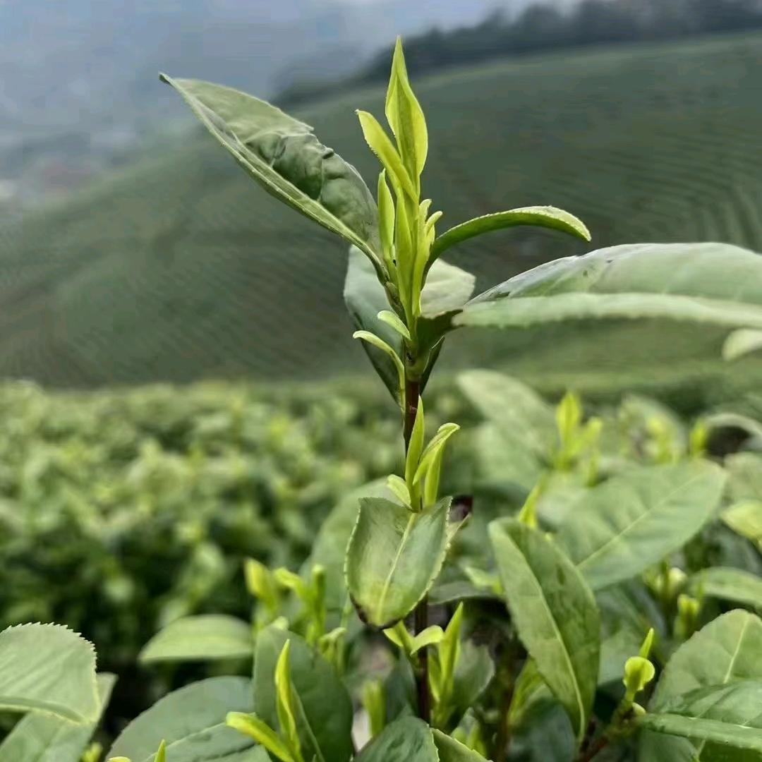 山茶与诗，93721