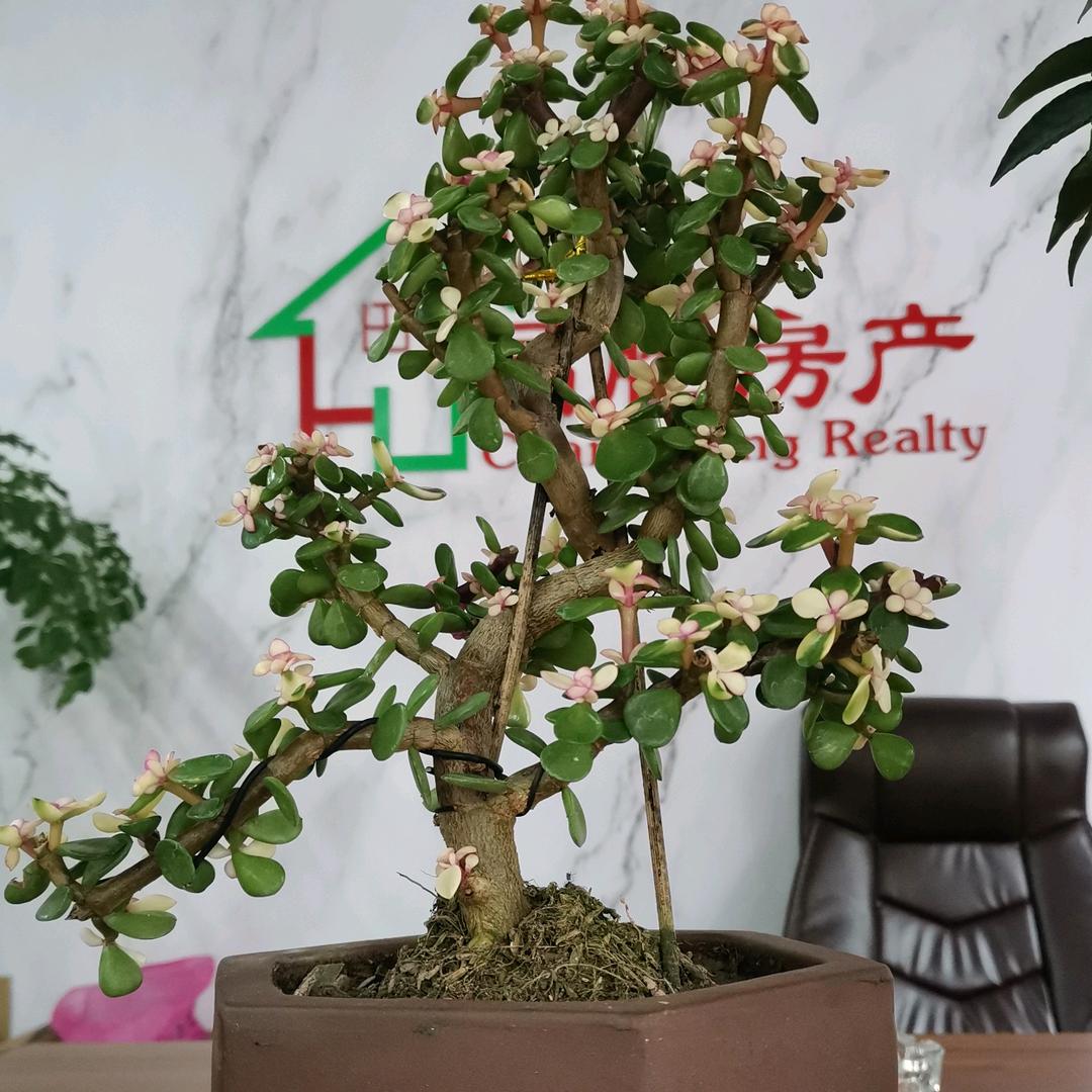 桐乡房产小郭