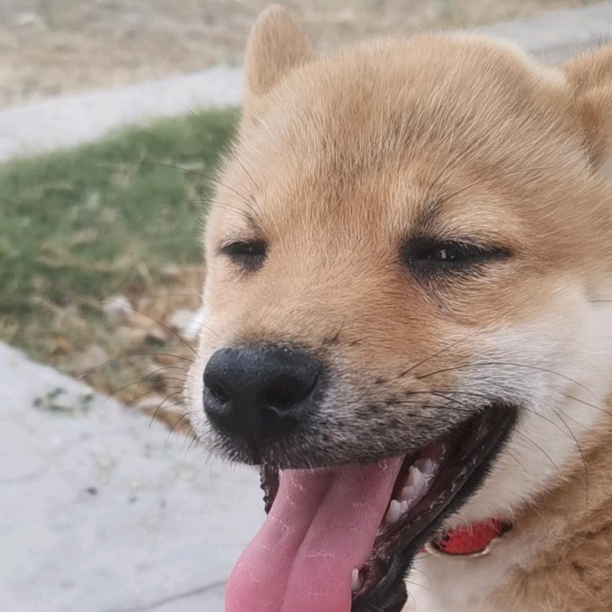 狗兔子