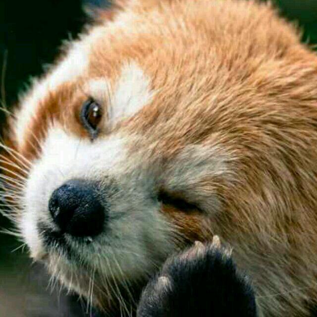 皮卡丘📷