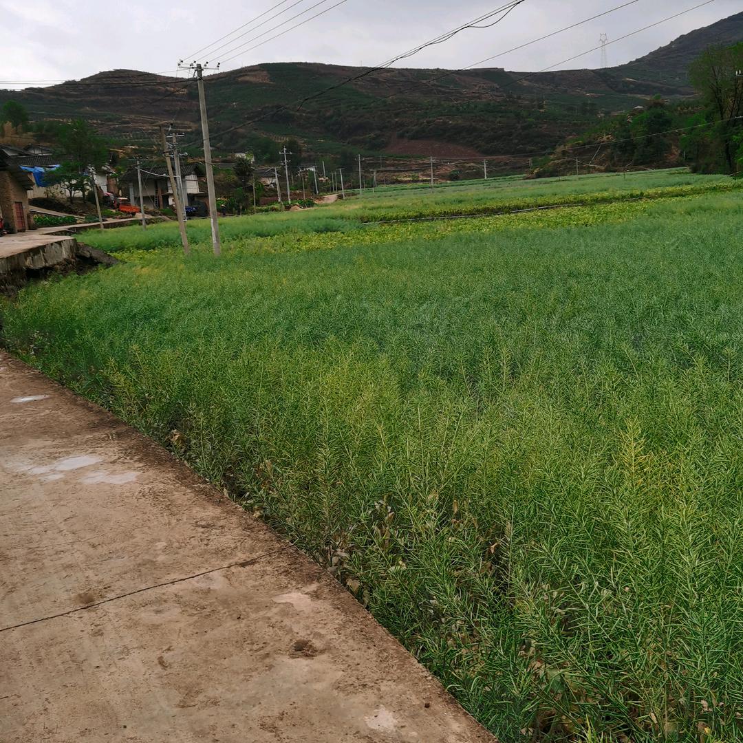 孙德新