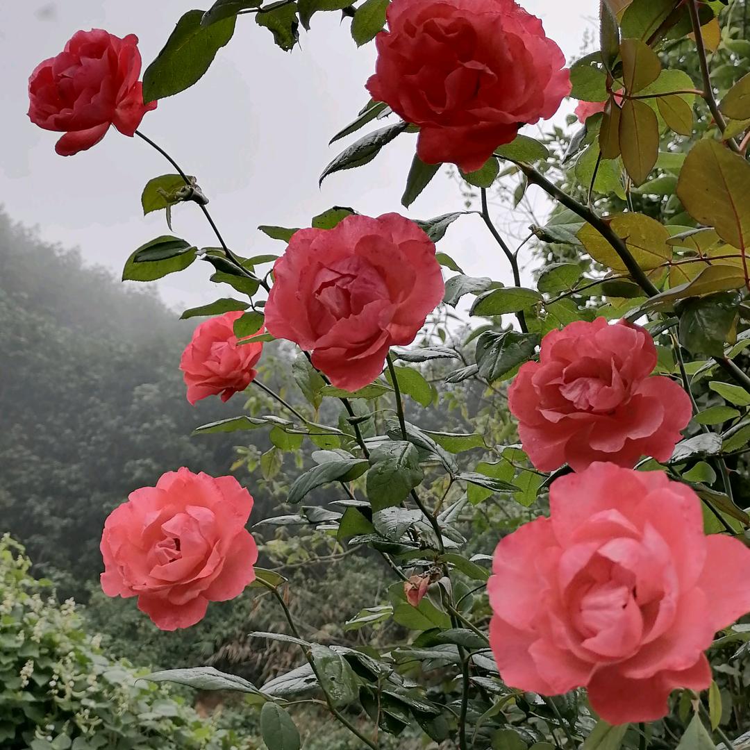 依恋🌹