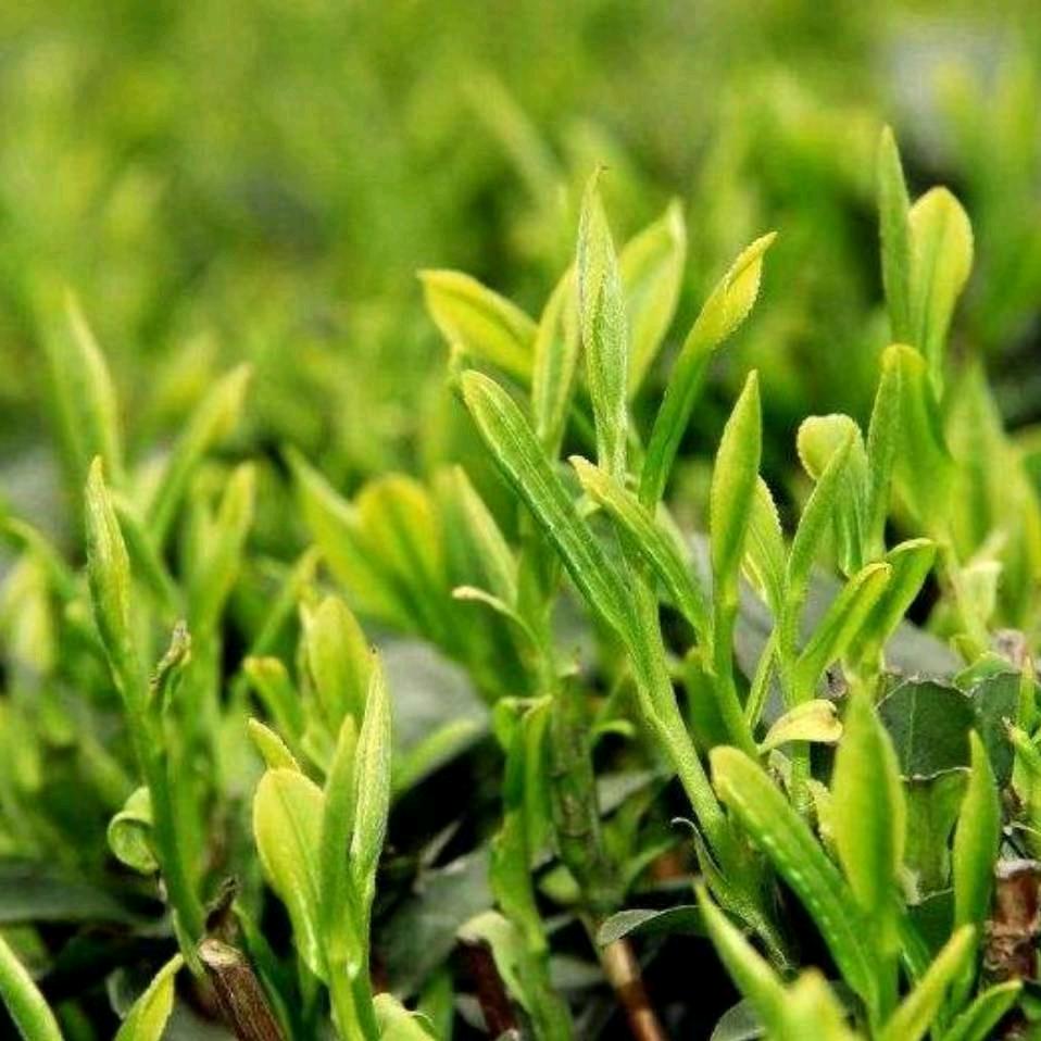 虔心者....自在！