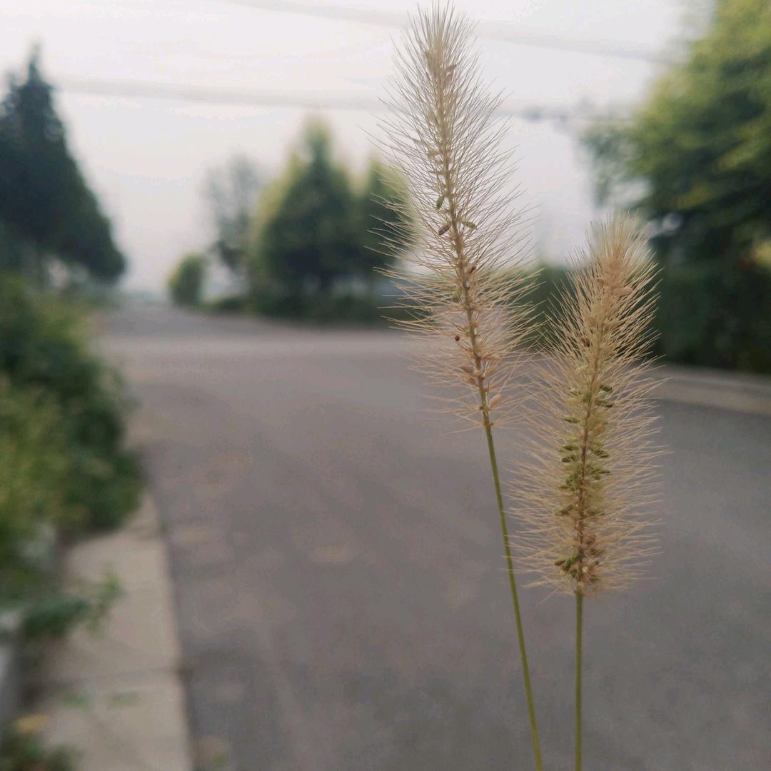 西瓜萌娃