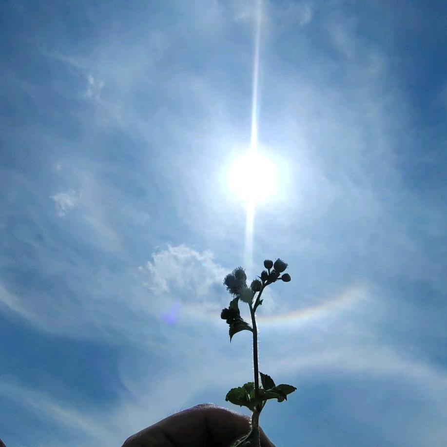 东兴市福馨轩红木店