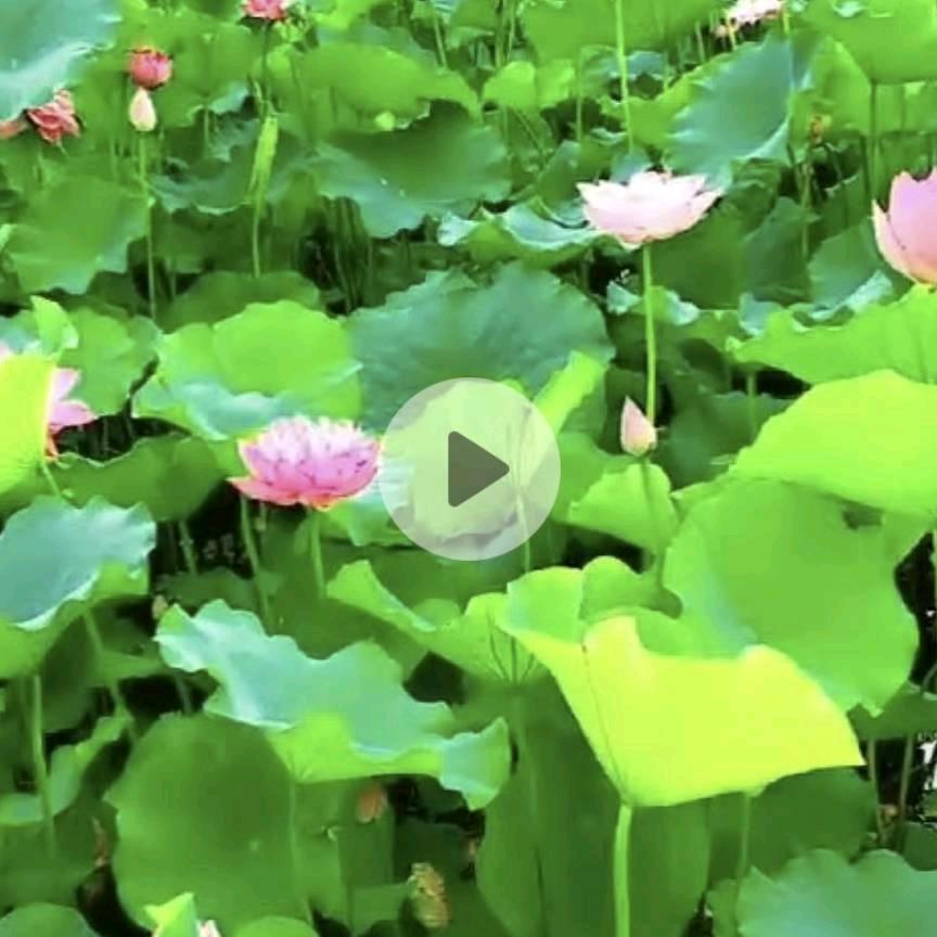 润妹