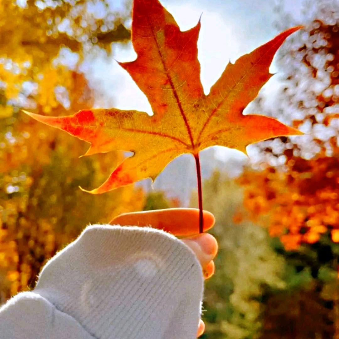 💫🌸祈愿兔🌸💫