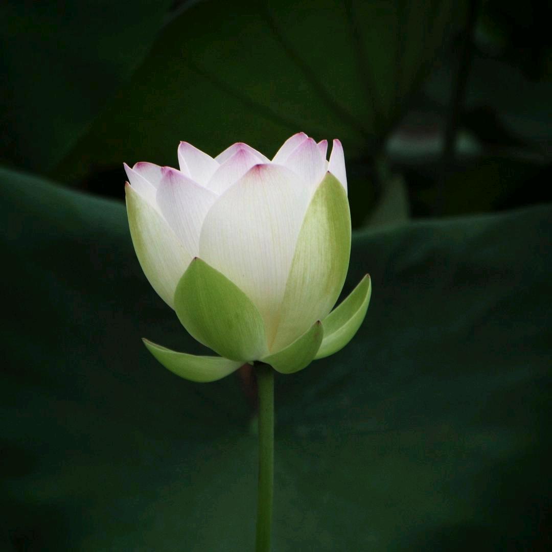 小杯子