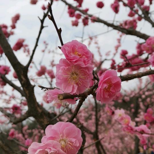 桃花山上桃花仙