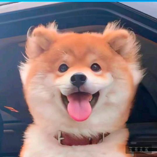 官方！！头像