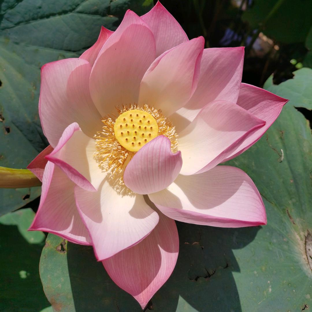 荣荣