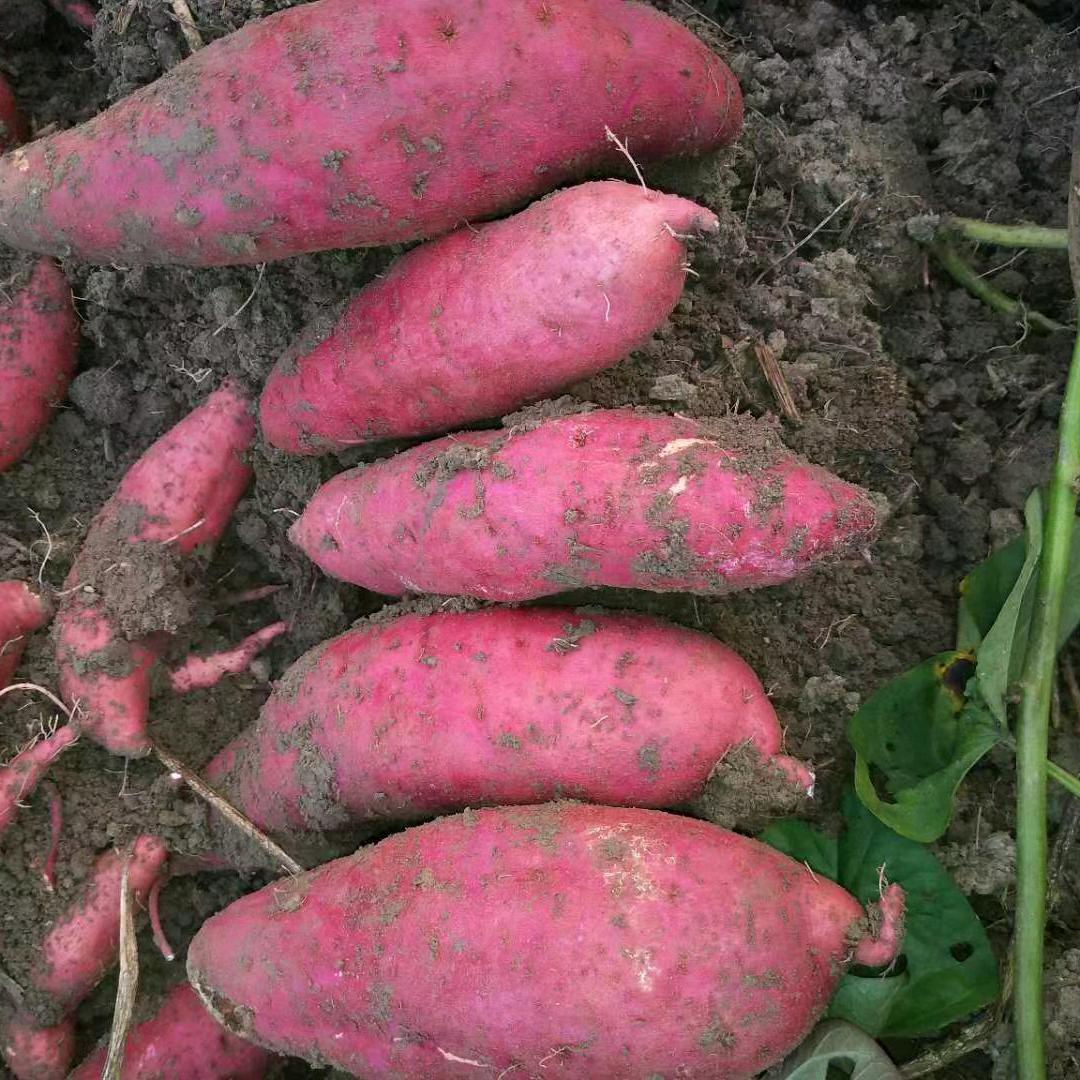 新野县望晨农作物种植家庭农场