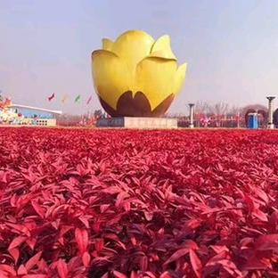 青州全民火焰南天竹培育基地