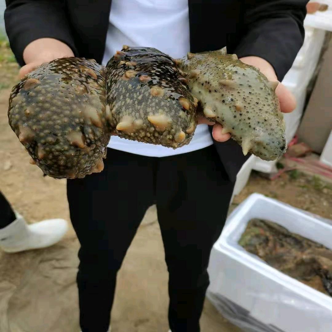 小杜海参