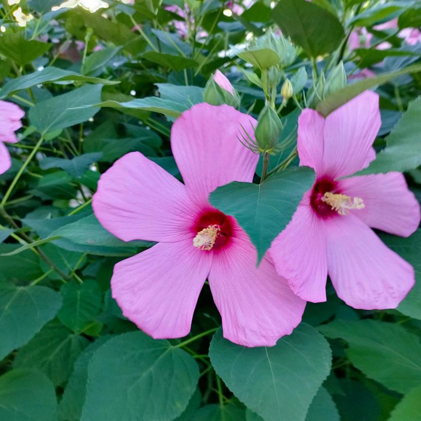 栀子花