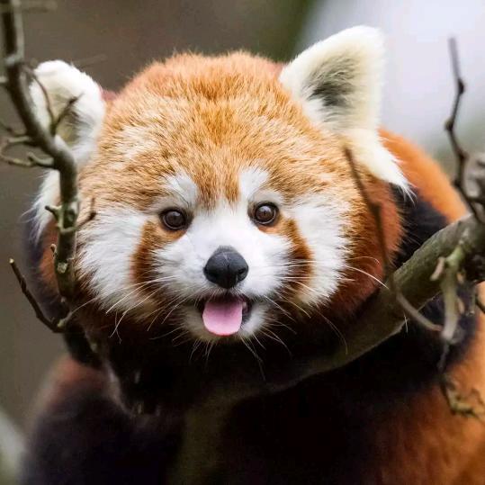 Ꮩ࿆Ꭵ࿆Ꮲ◎堃