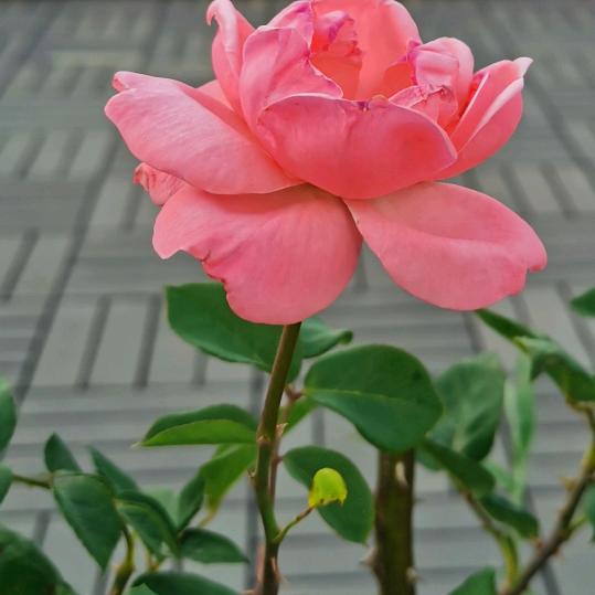 馨月