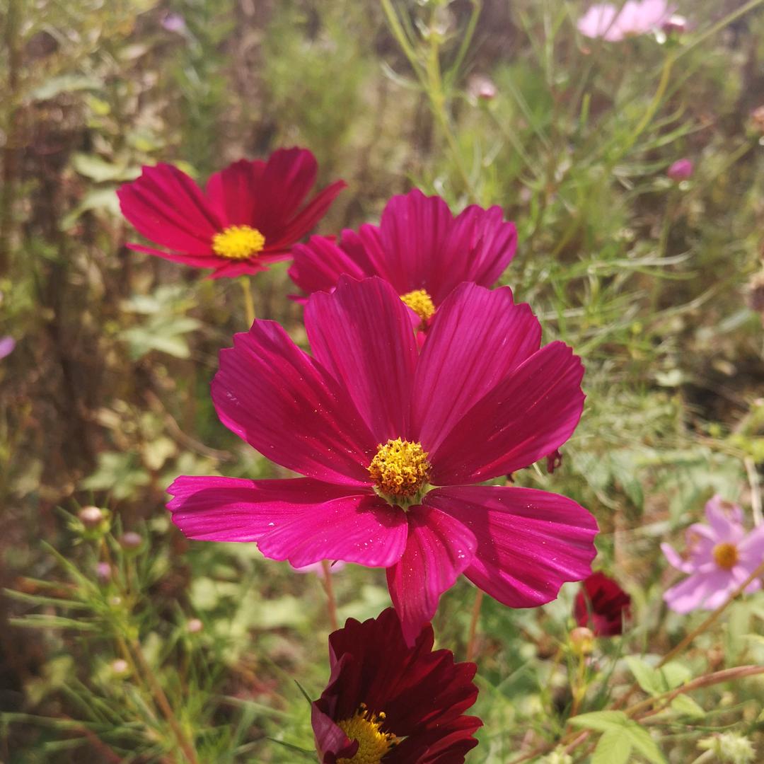 赵家种子多种多样