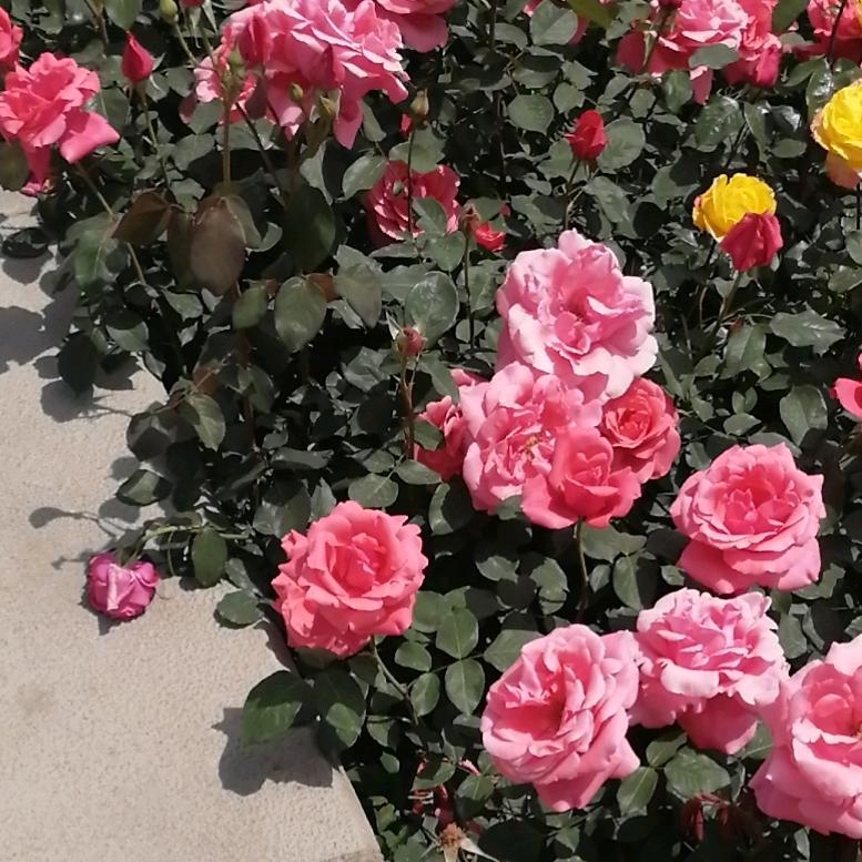 花开富贵88
