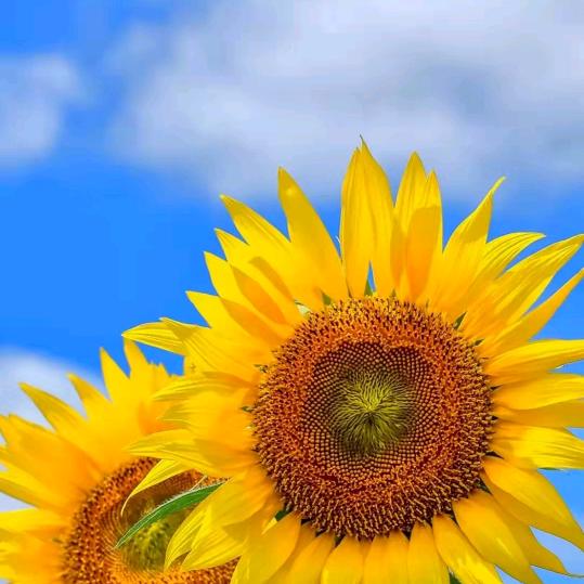 向日葵🌻🌻