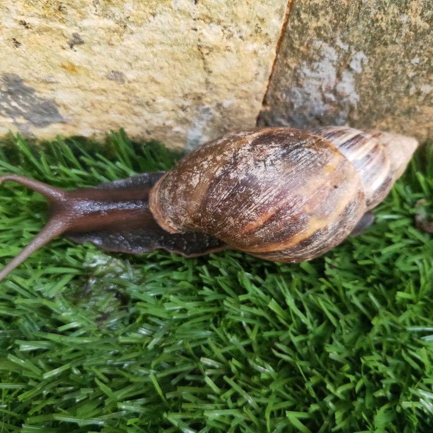蜗牛