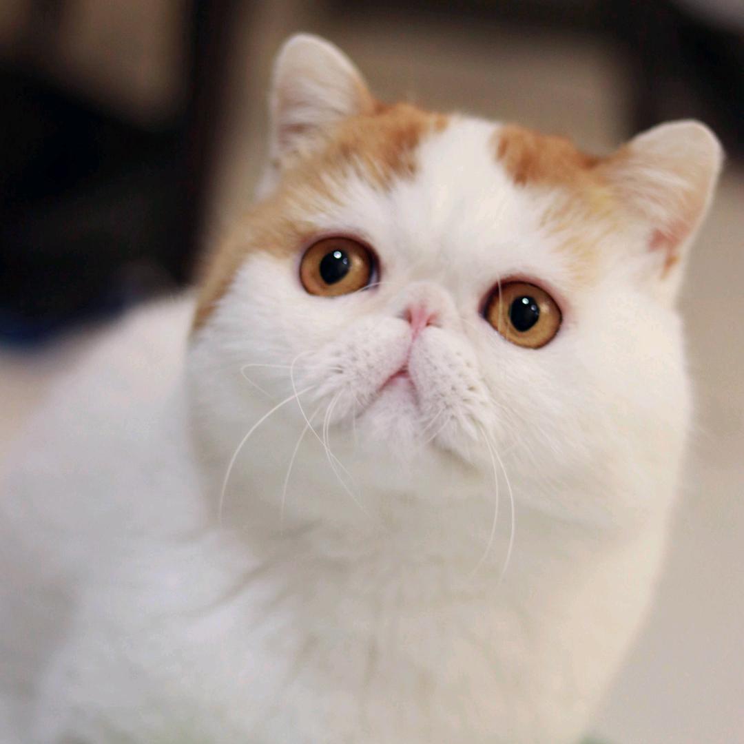 莓莓猫在角落