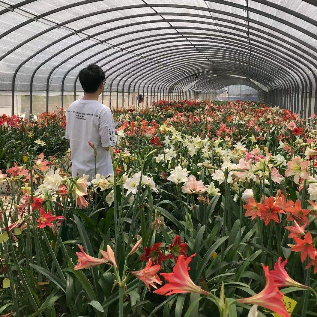 紫云花苑