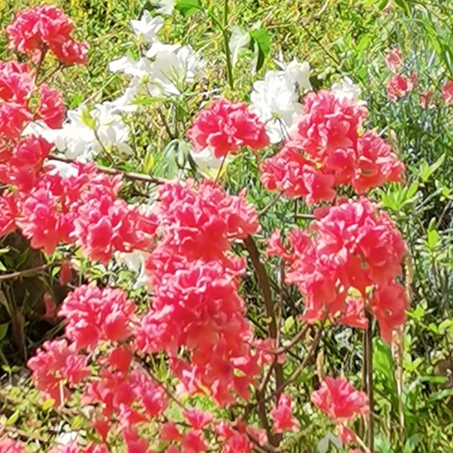 洛阳伏牛山杜鹃花繁殖培育基地