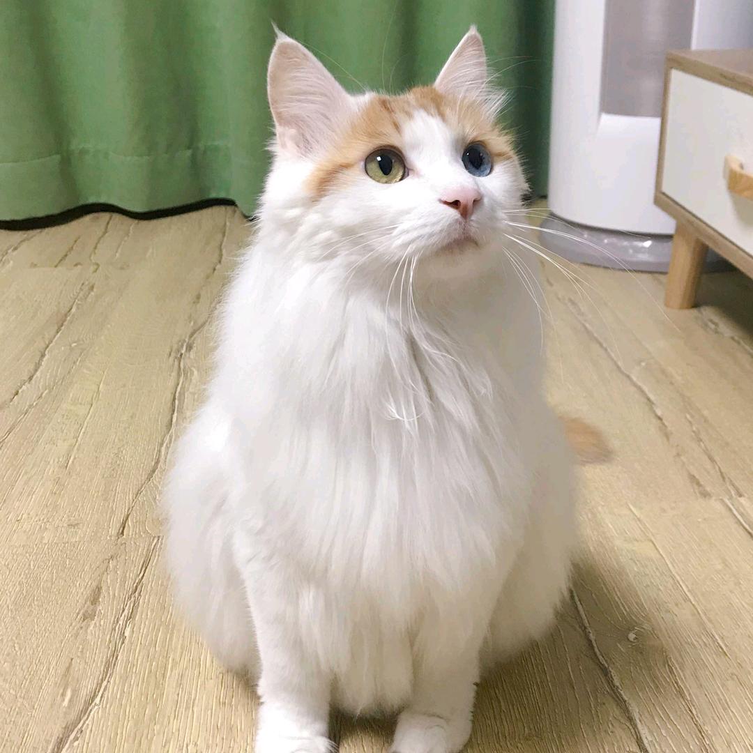 猫猫小可爱