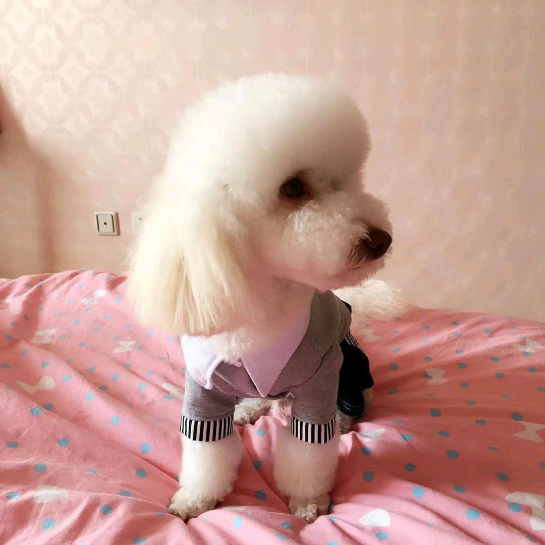 阿紫