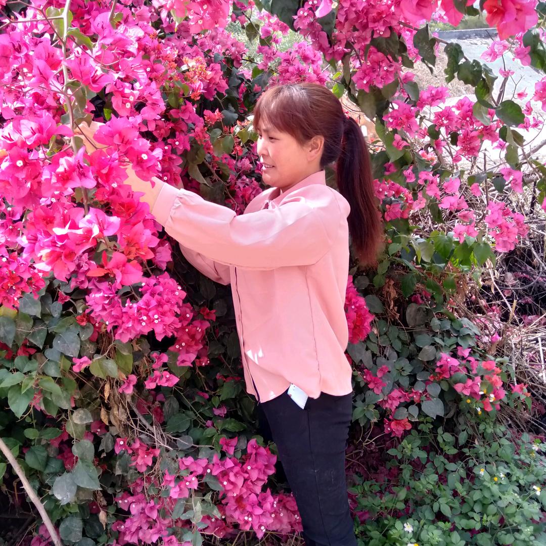葵花香