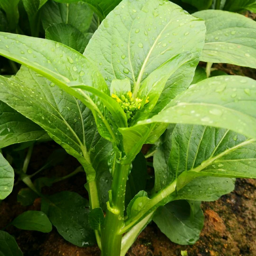 老程蔬菜