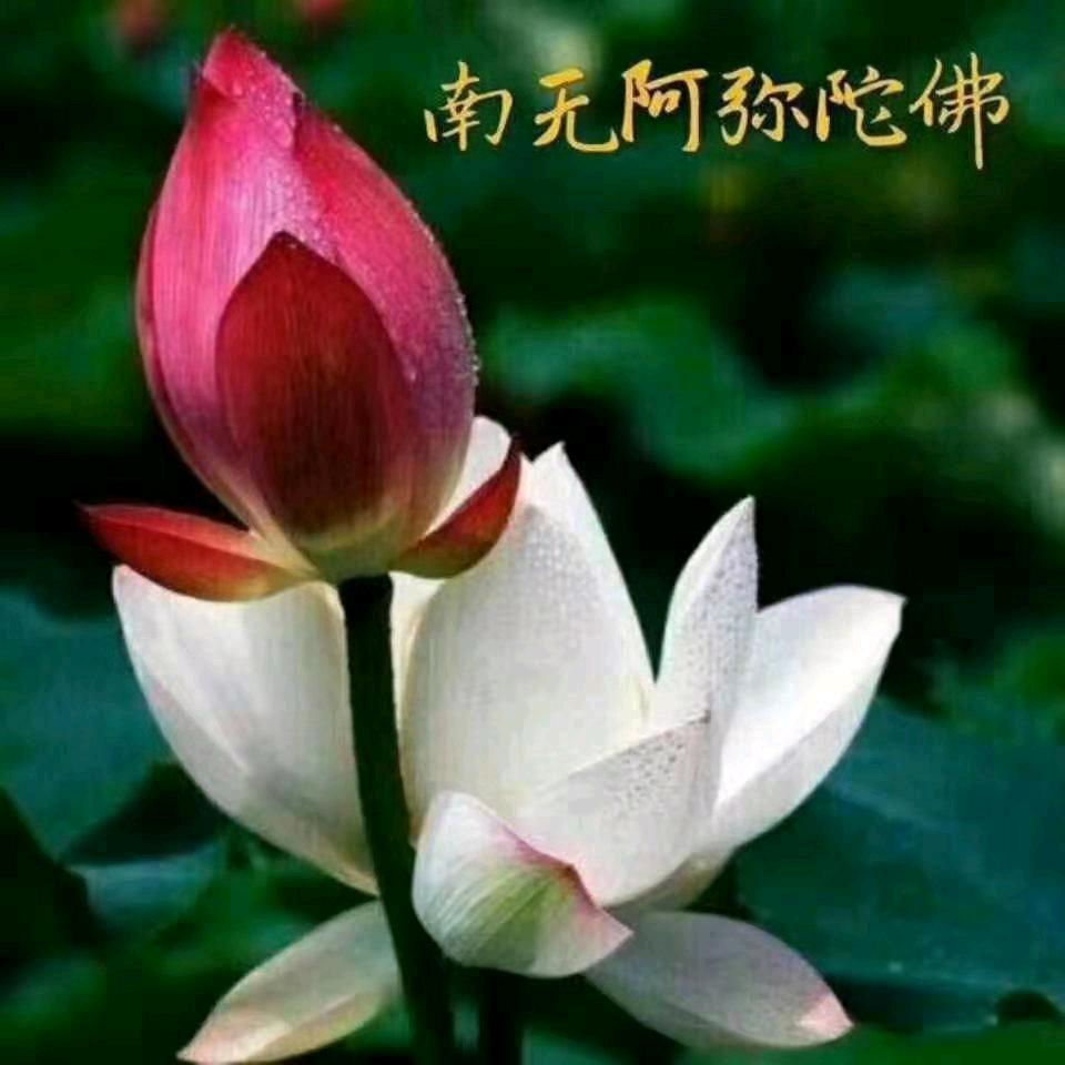 荷叶