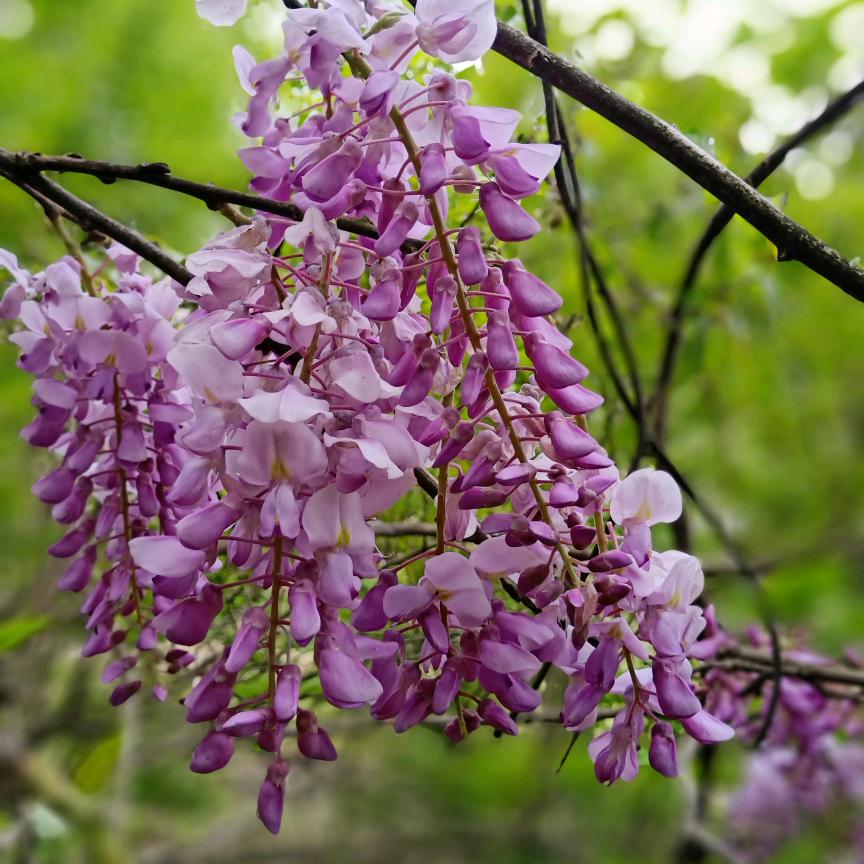 清依园艺紫藤花