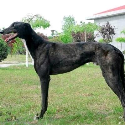 任老师收狗，收摩托