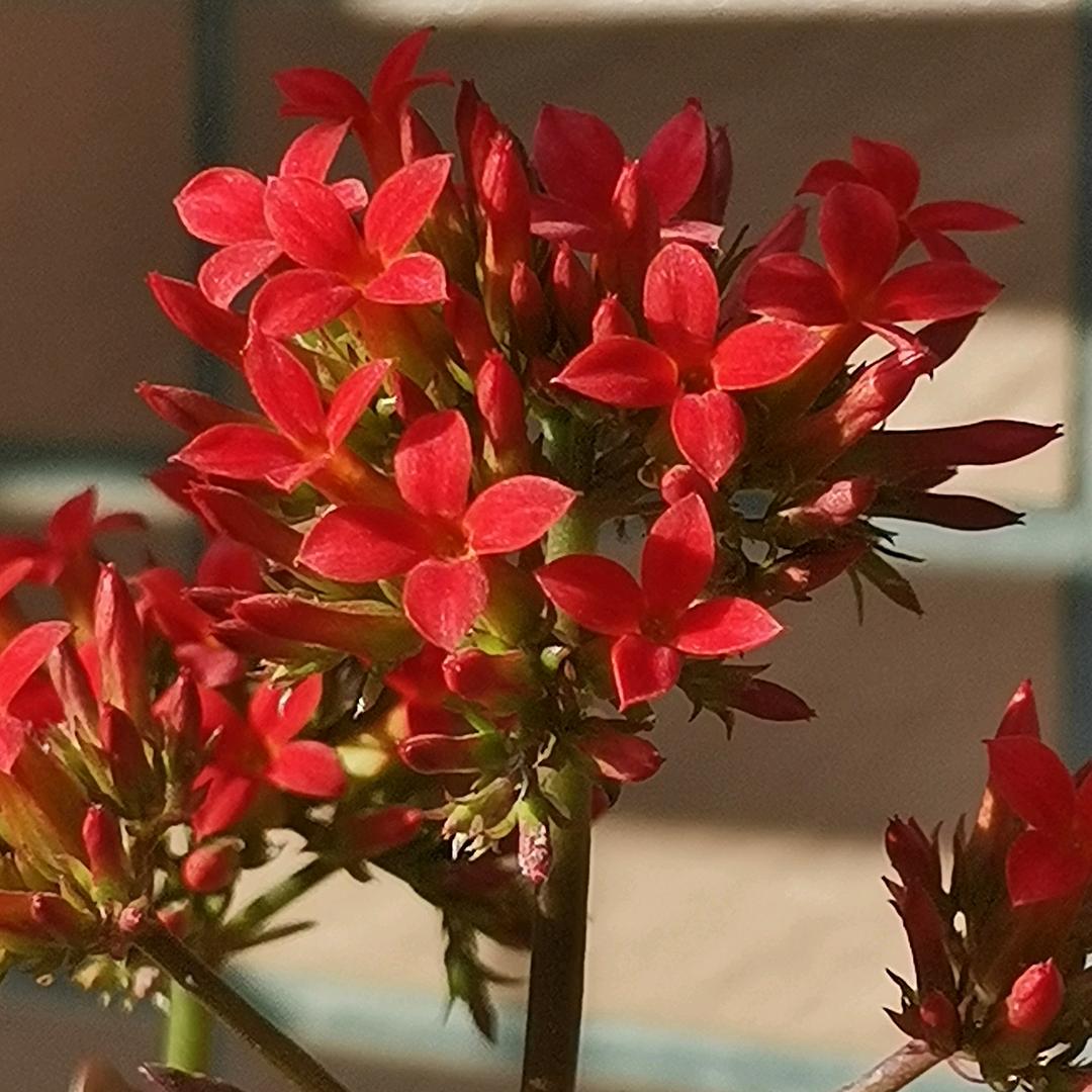 木易