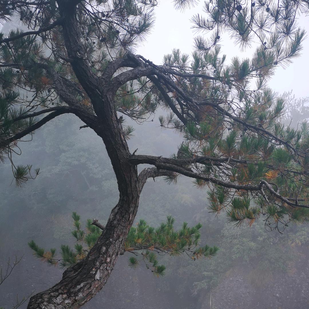 不老松