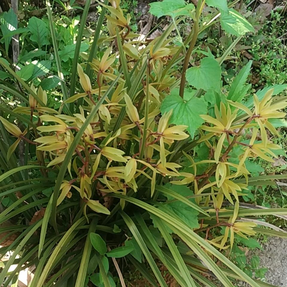 籽萍（首播筹备中）