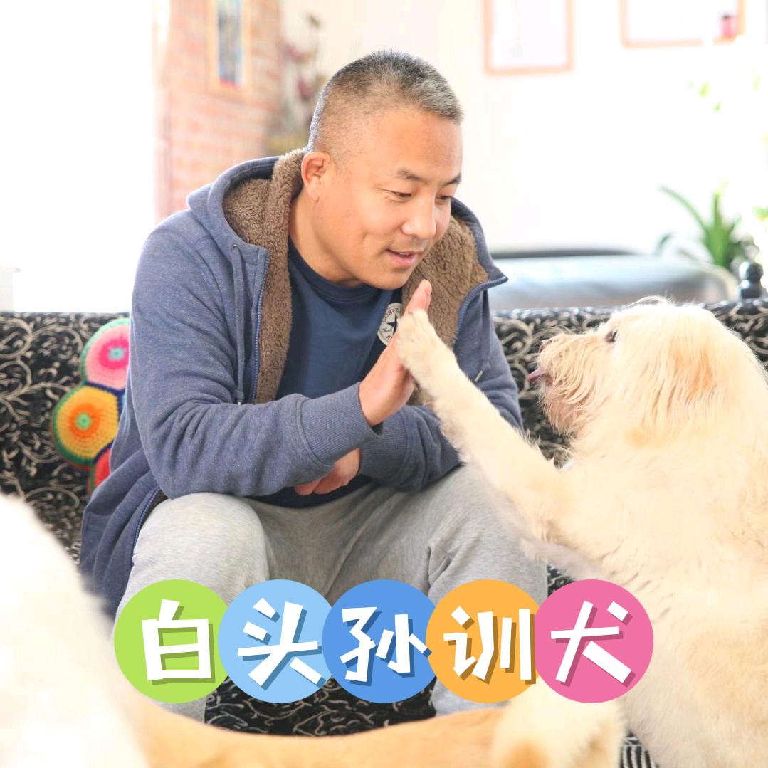 白头孙训犬