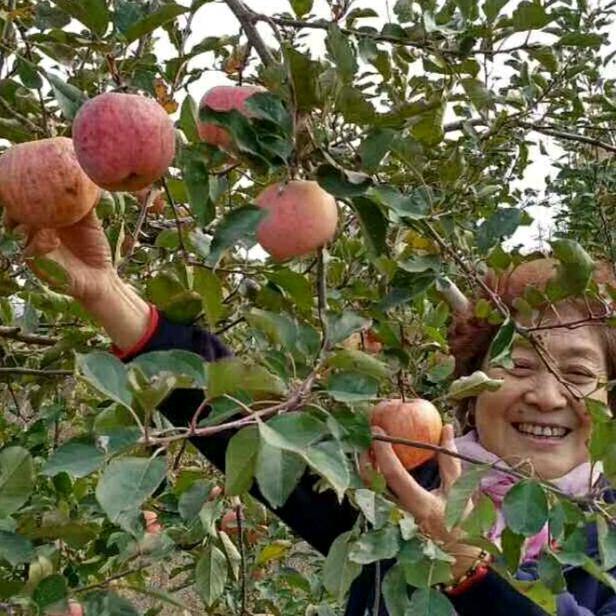 开心果果🍎